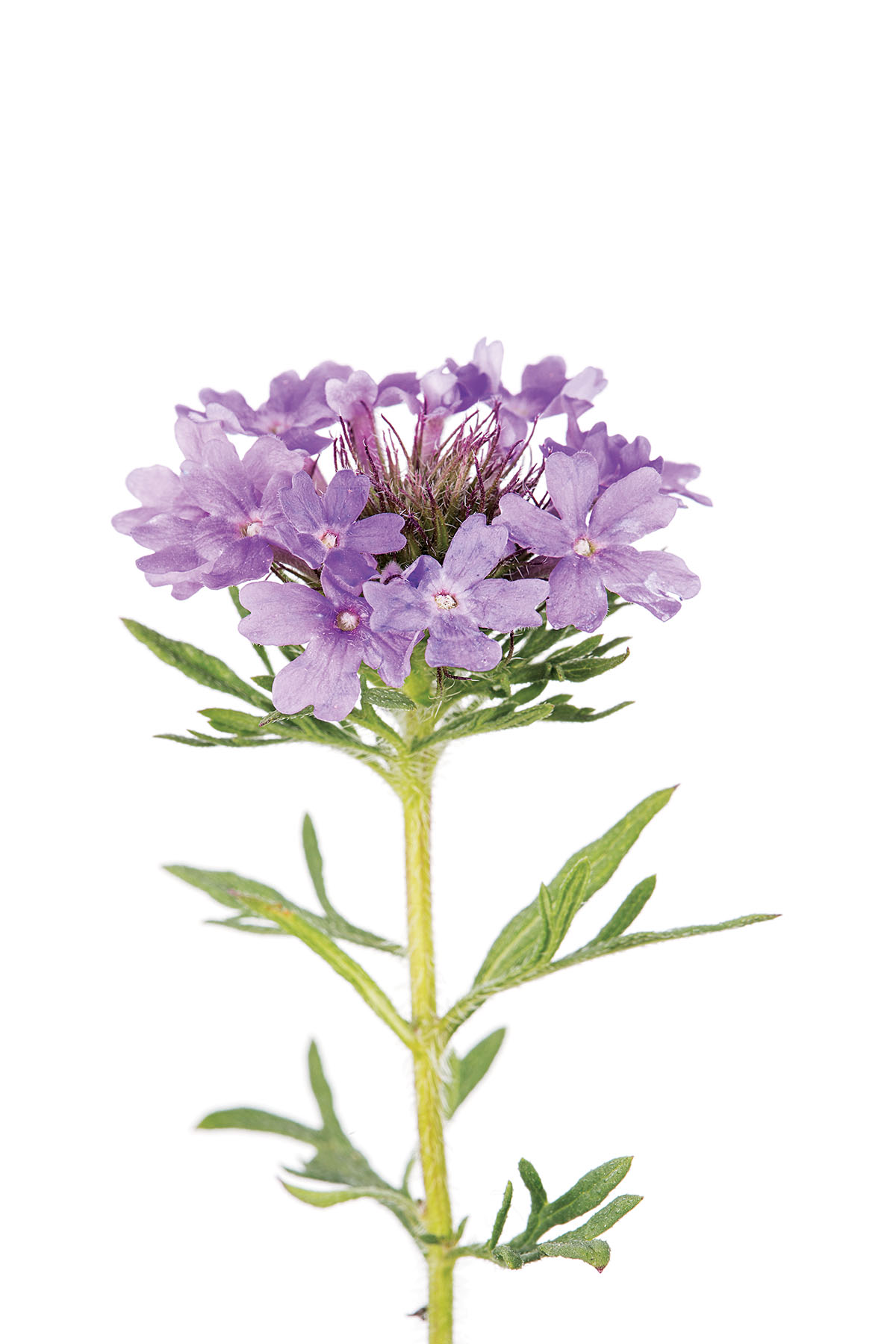 Rose Vervain (Verbena canadensis)