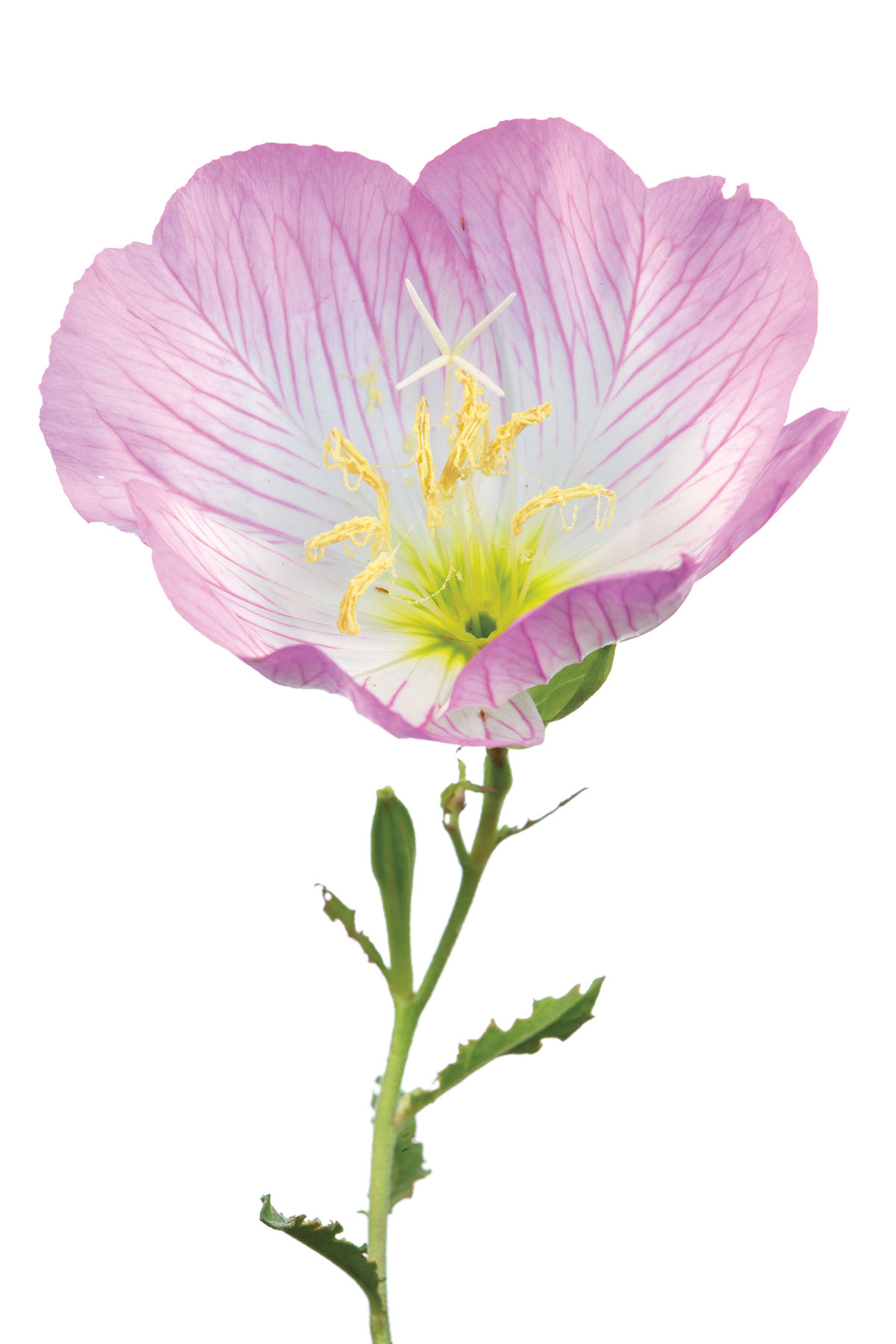 Pink Evening Primrose (Oenothera specious)