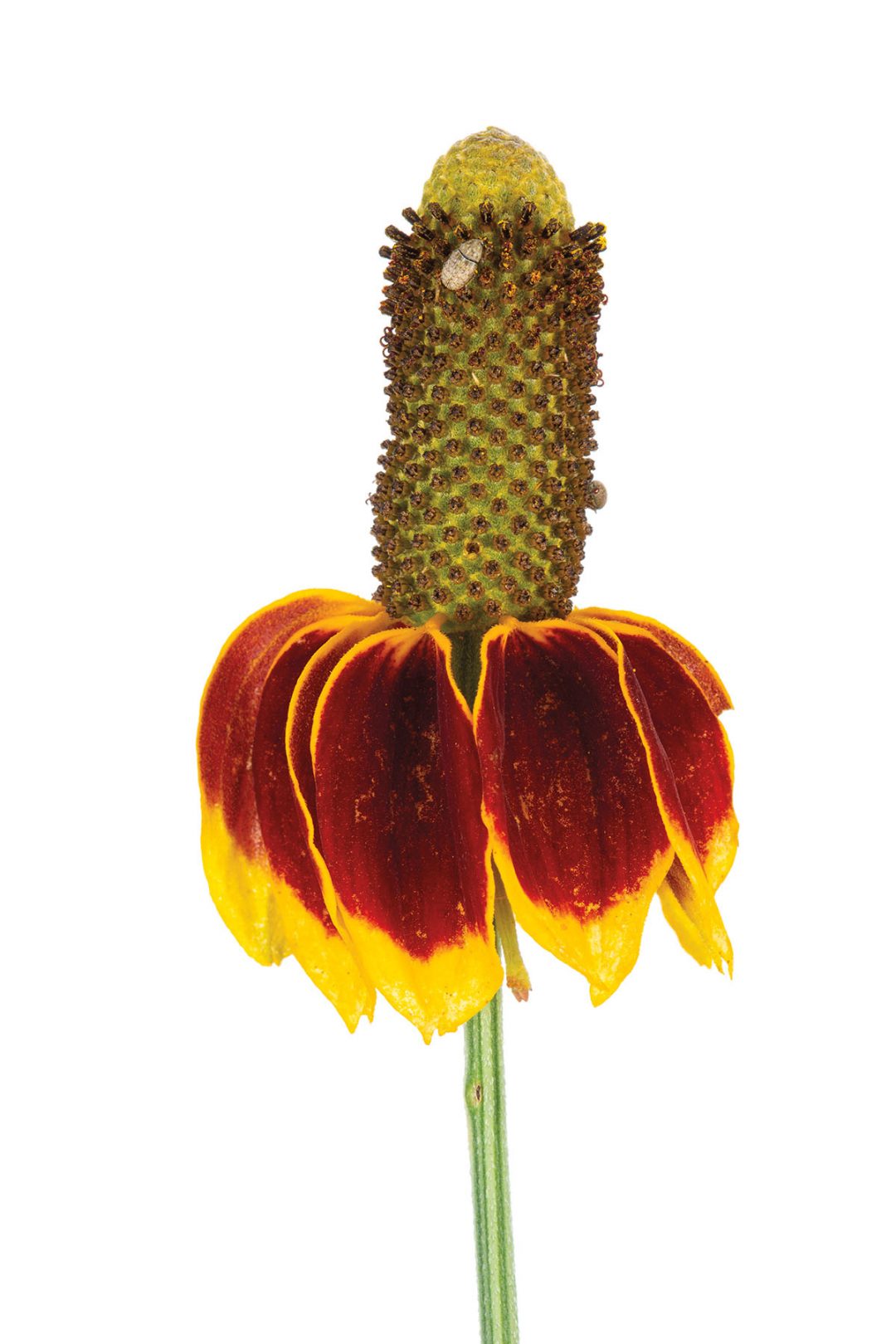 Wildflowers Texas Highways