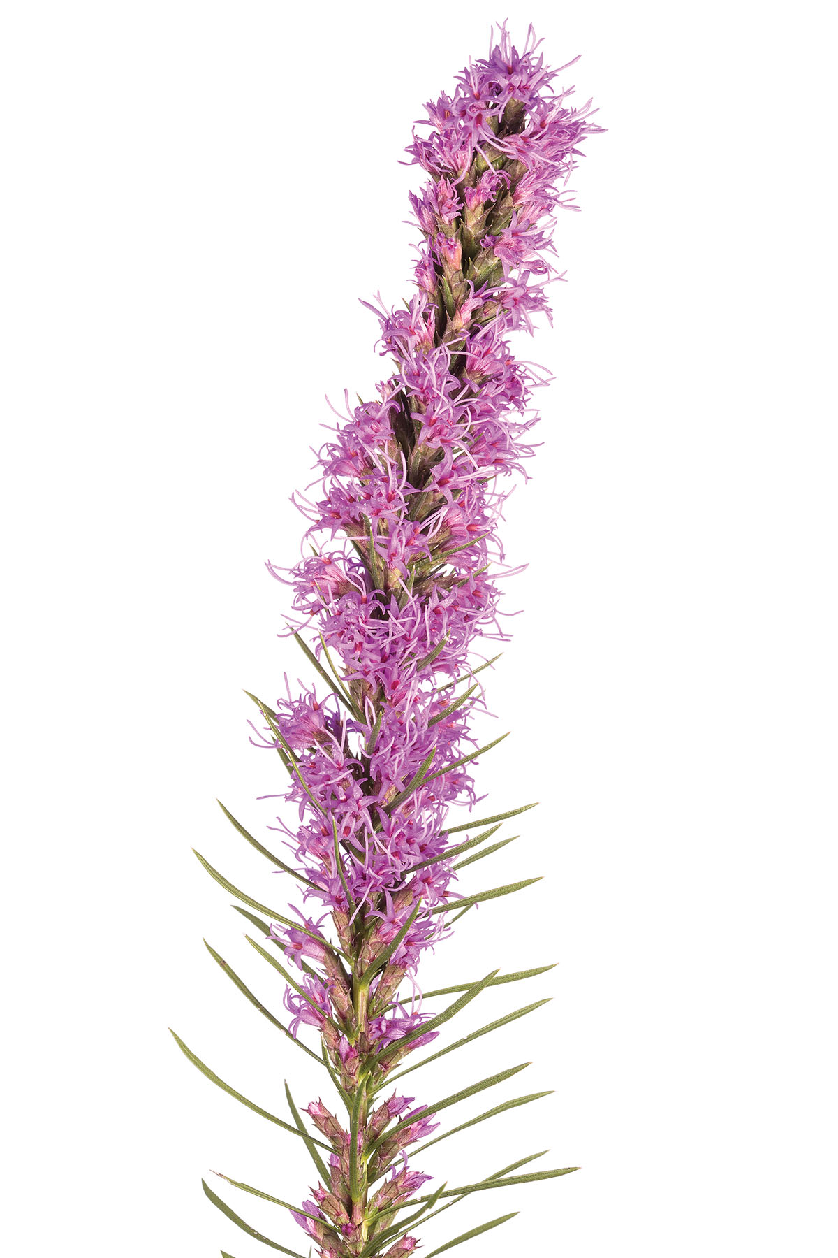 Cusp Blazing Star (Liatris mucronata)