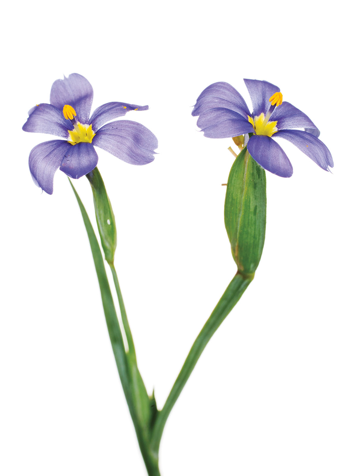 Blue-Eyed Grass (Sisyrinchium biforme)