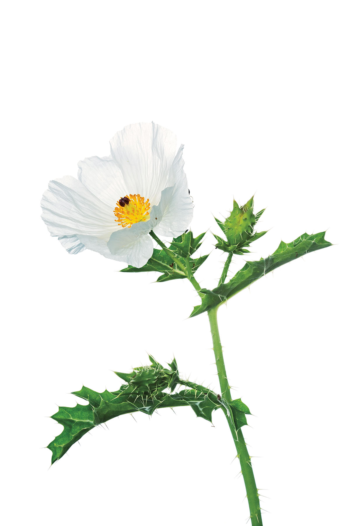 White Prickly Poppy (Argemone albiflora)