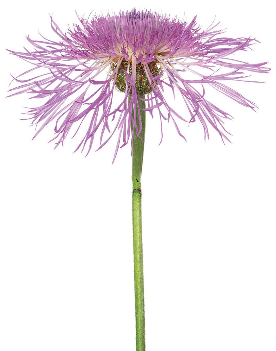 Basketflower (Centaurea americana)