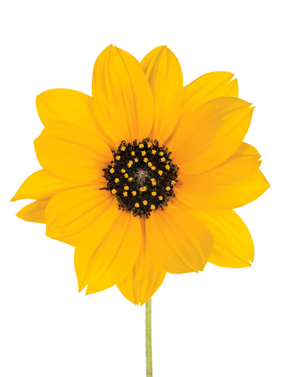 Sun Flower (Helianthus sp.)