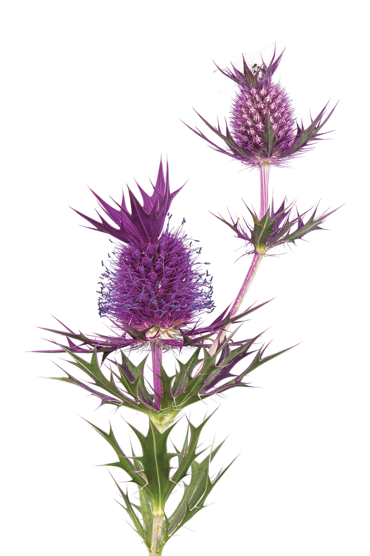 Leavenworth’s Eryngo (Eryngium leavenworthii)