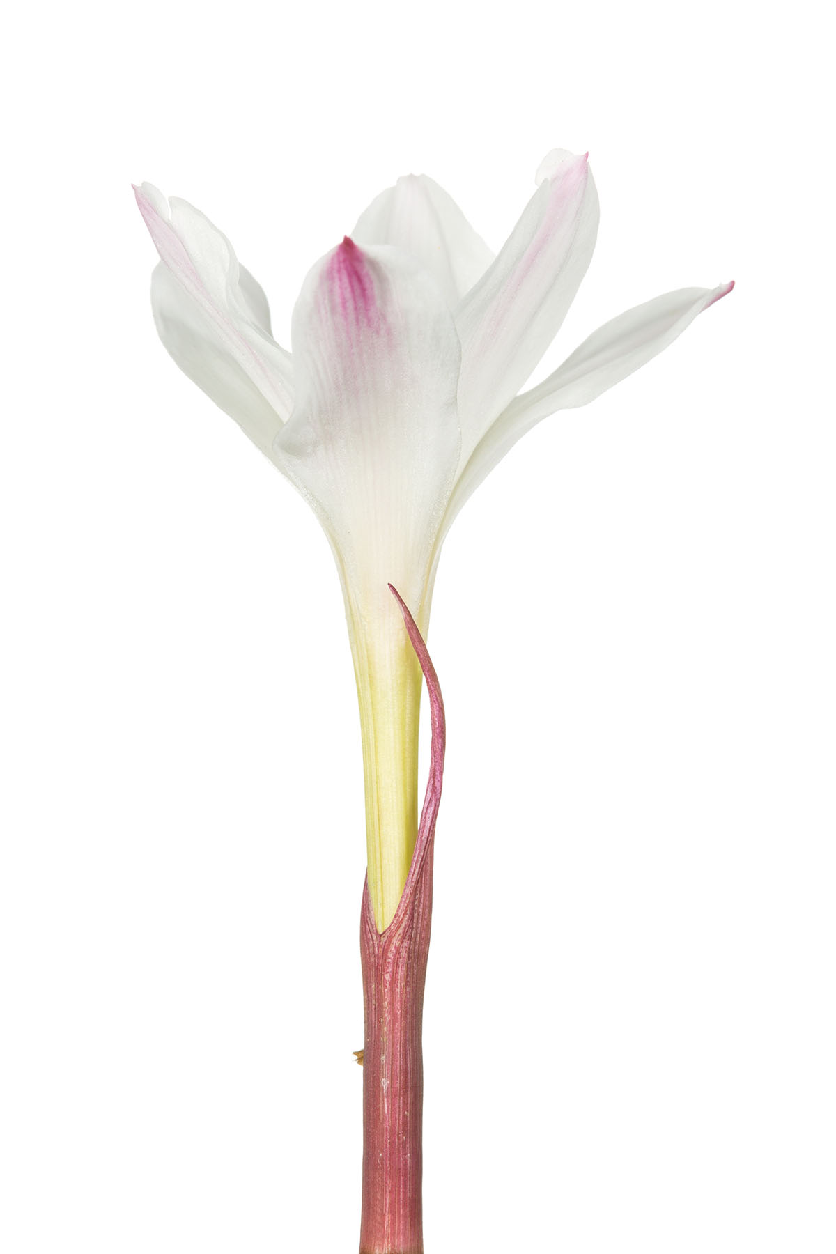 Rain Lily (Cooperia sp)