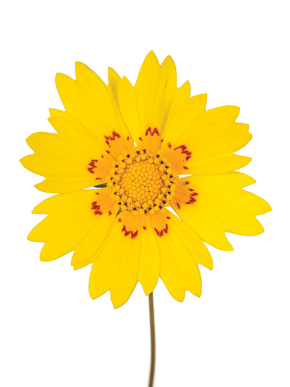 Rio Grande Tickseed (Coreopsis nuecensoides)