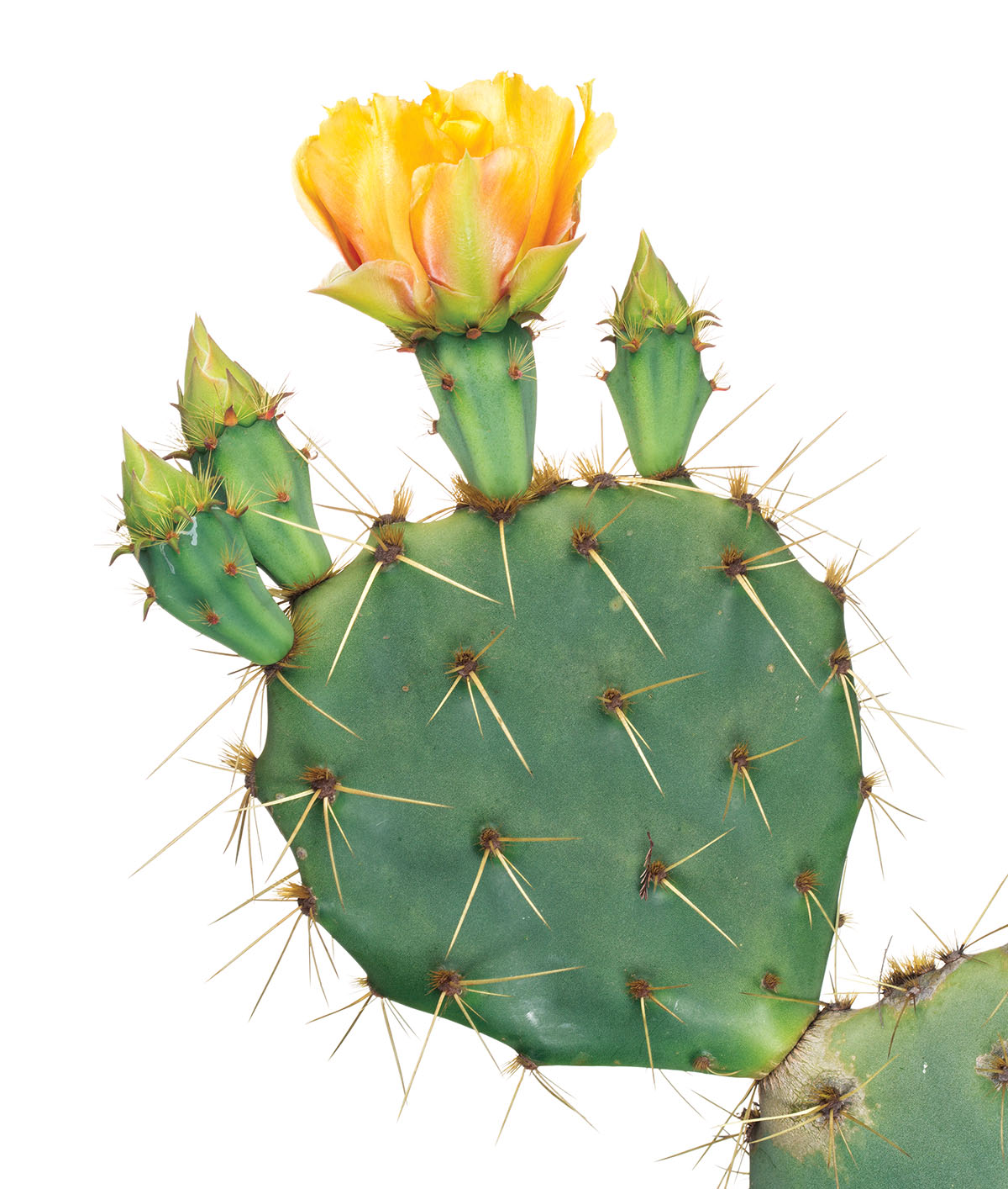 Prickly Pear (Opuntia engelmannii)