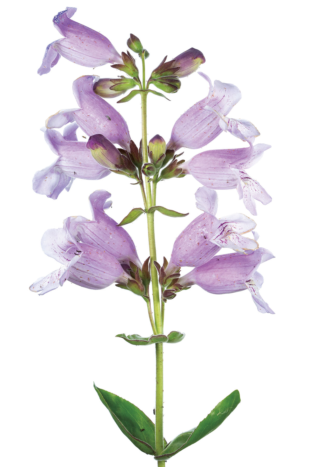 False Dragonhead (Physostegia pulchella)