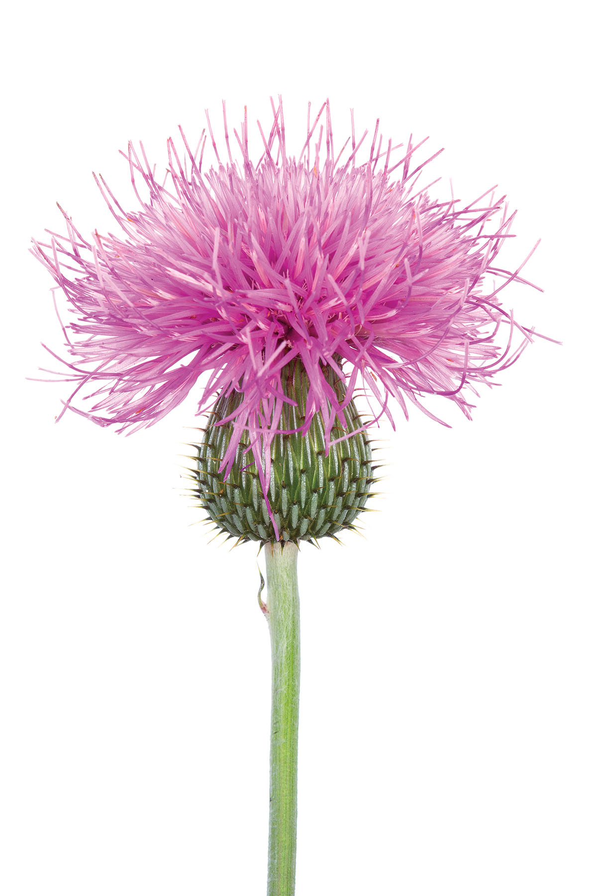 Texas Thistle (Cirsium texanum)