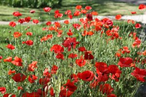 The 3 Best Places to See Poppies in Texas