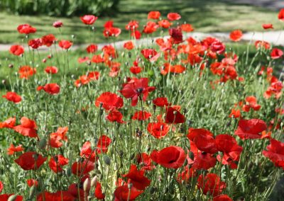 The 3 Best Places to See Poppies in Texas