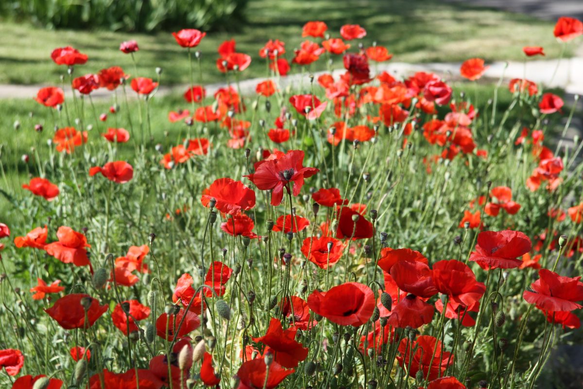 Red corn poppies grow plentifully in Georgetown, where the Red Poppy Festival is held every April.