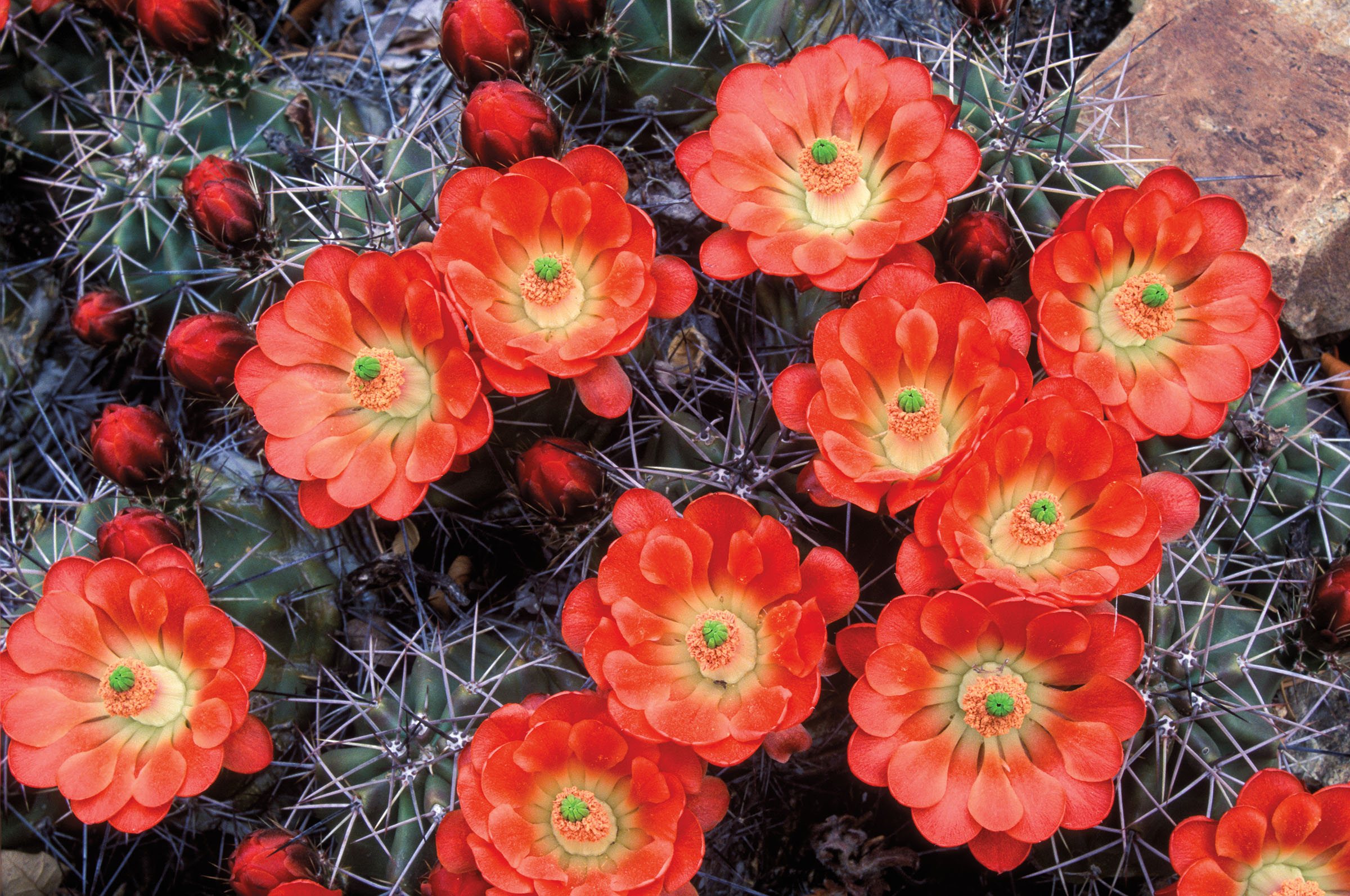 Flowers grow among cacti in the Big Bend region