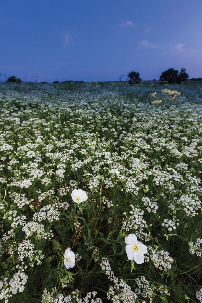 Wildflowers on Blackland Prairie
