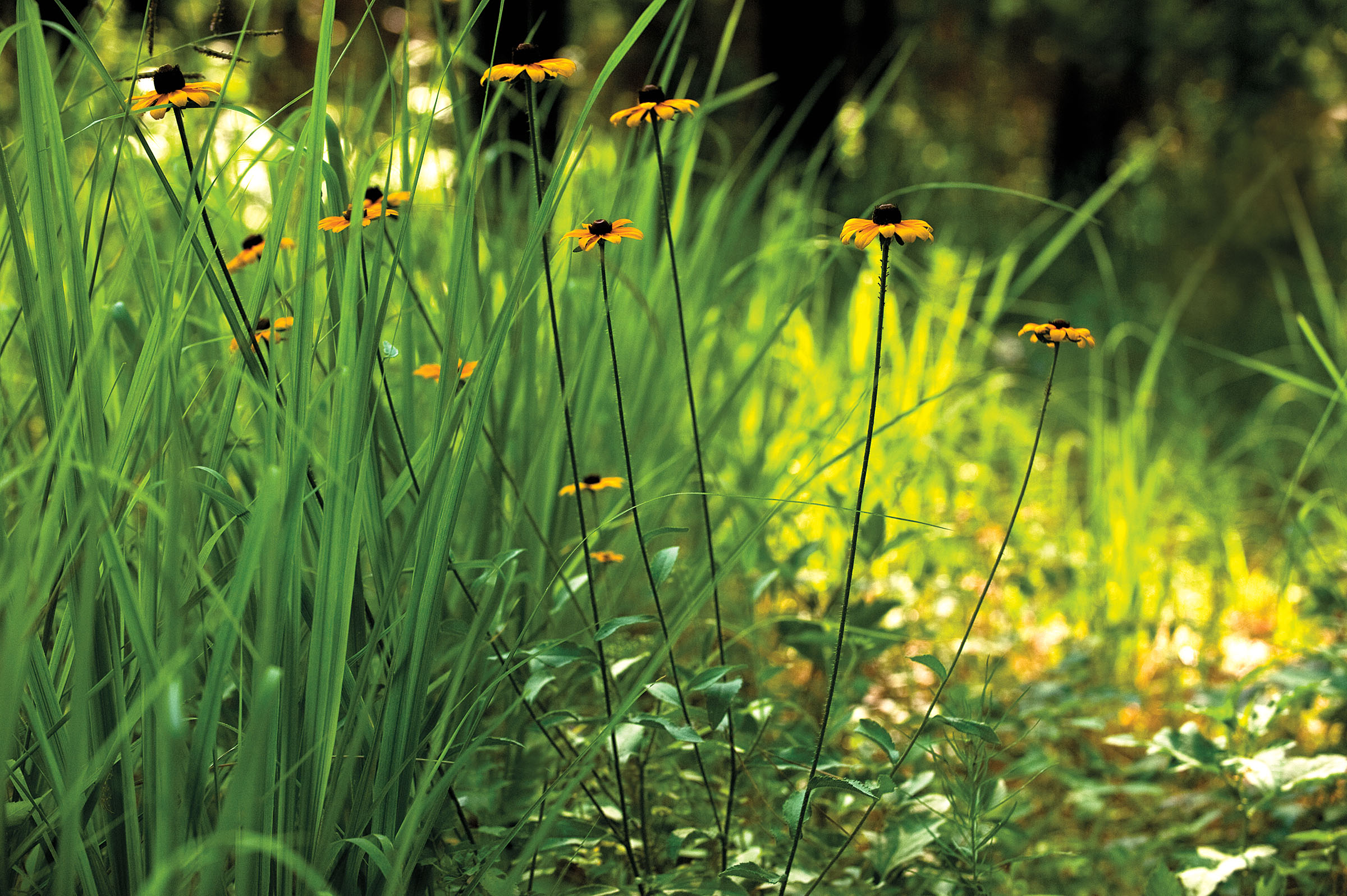 Coneflower in Huntsville State Park