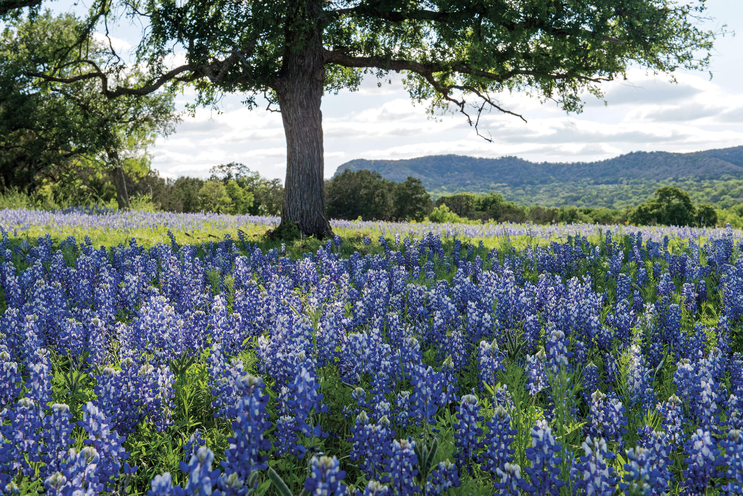 Bluebonnets in the Highland Lakes region