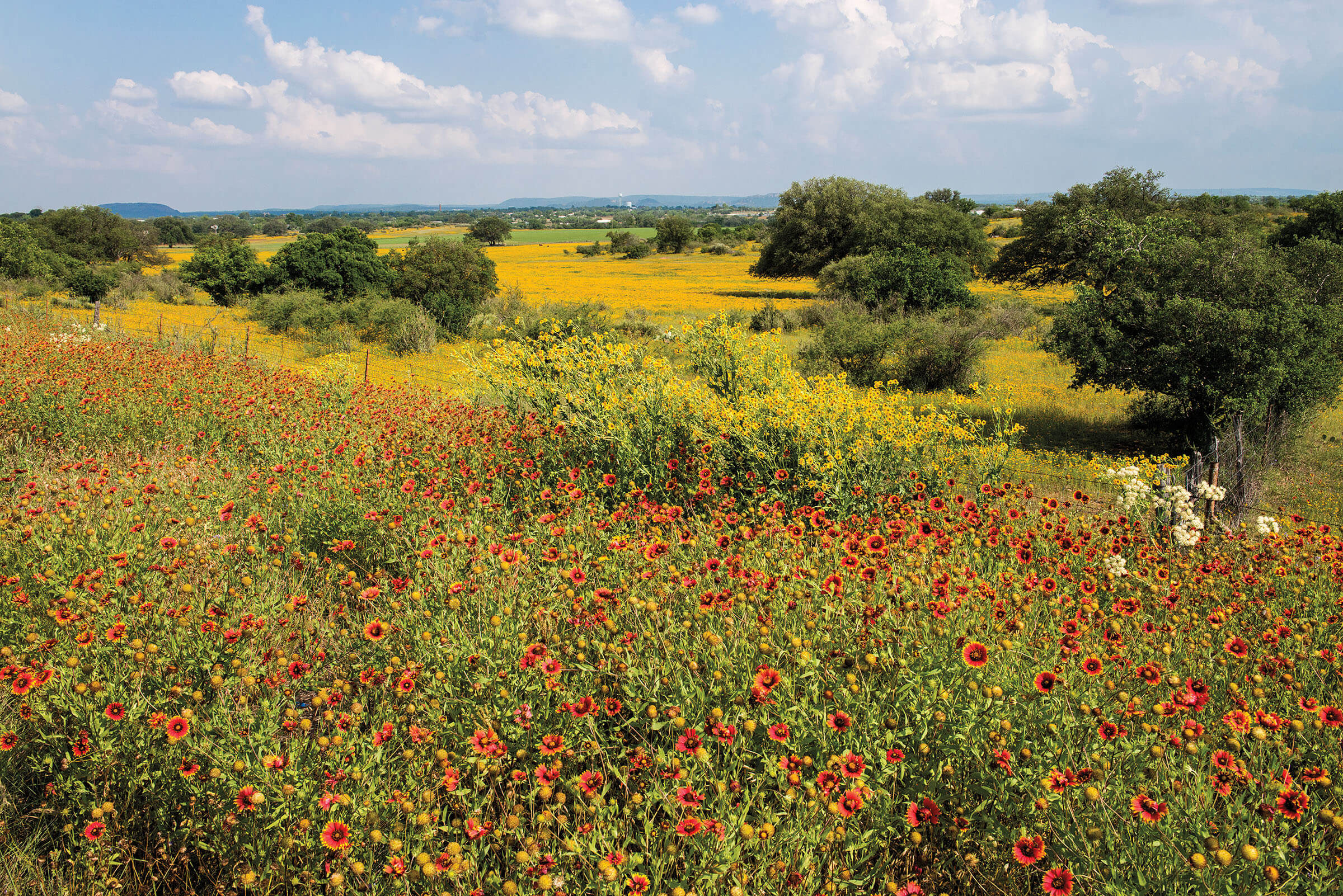 Wildflowers in bloom in North Central texas