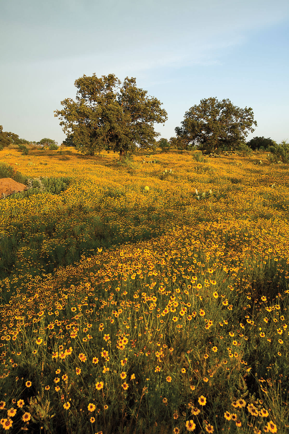 Wildflowers in bloom beneath a bright blue sky