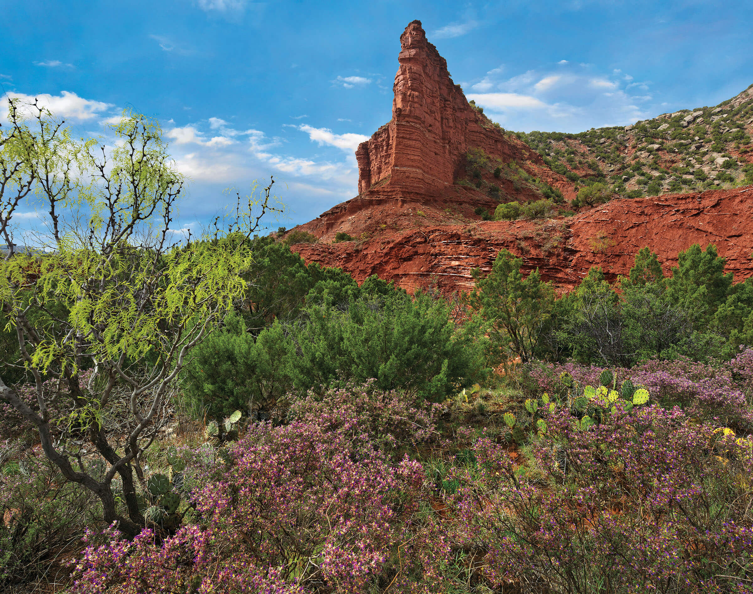 Wildflowers underneath a rock outcropping in the Texas panhandle