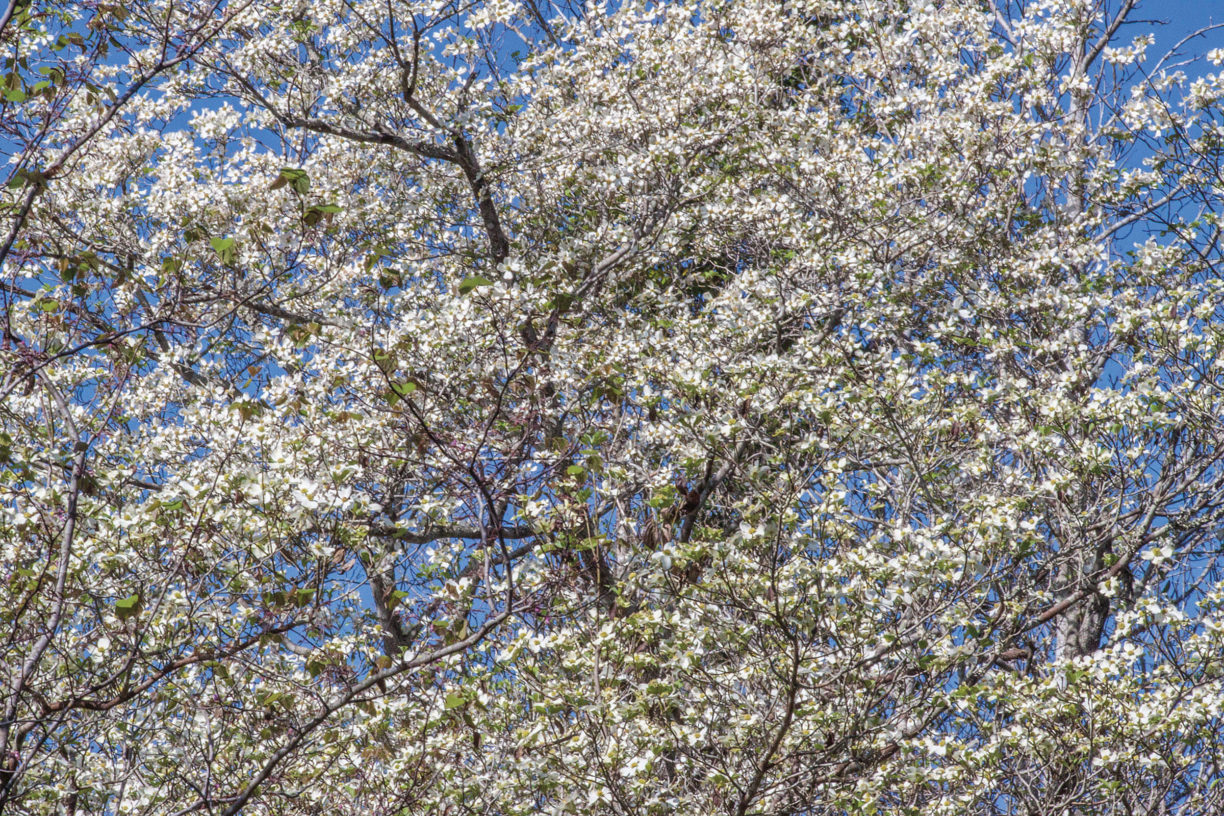 Wildflowers in a tree against a background of blue sky