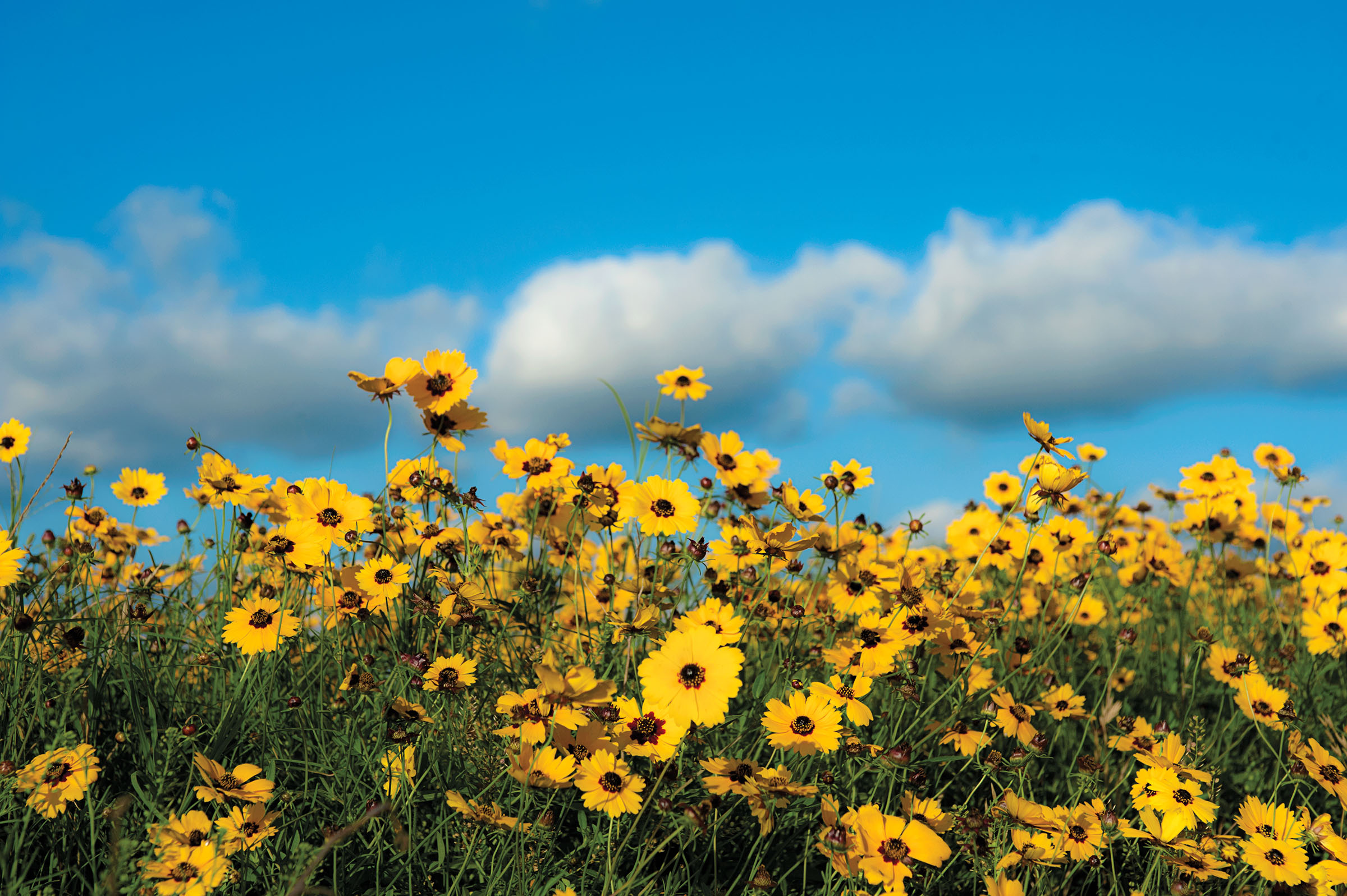 Greenthread flowers in the Washington County area