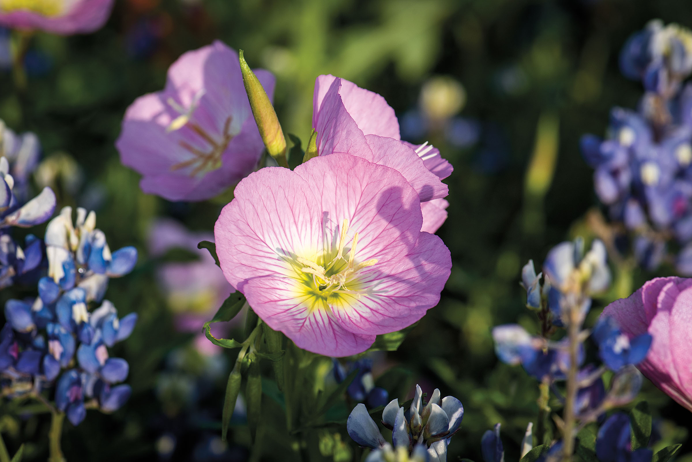 Evening primrose shot near Johnson City