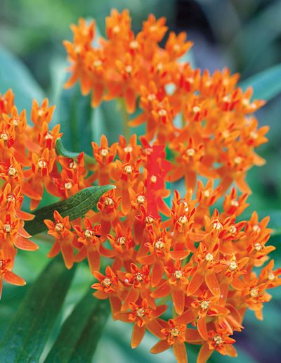 Butterfly weed Texas wildflowers