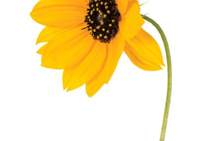Texas Highways is Wild for Wildflowers