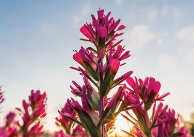 The Wildflower Regions and Vegetational Areas of Texas