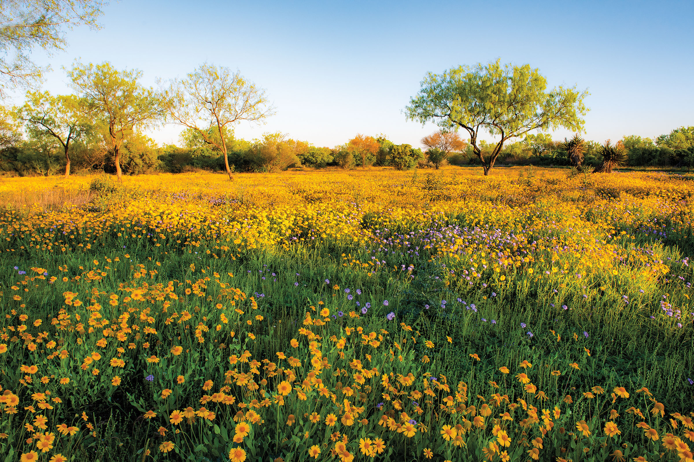 Wildflowers near Kerrville Texas