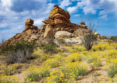 Blooming Marigolds in Big Bend National Park