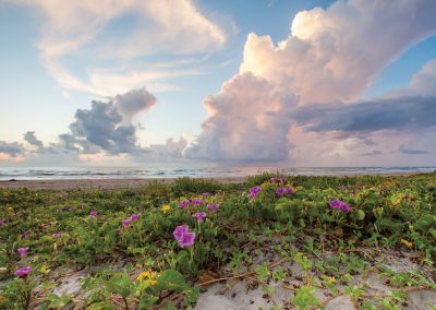 A Few of Our Favorite Wildflower Photos