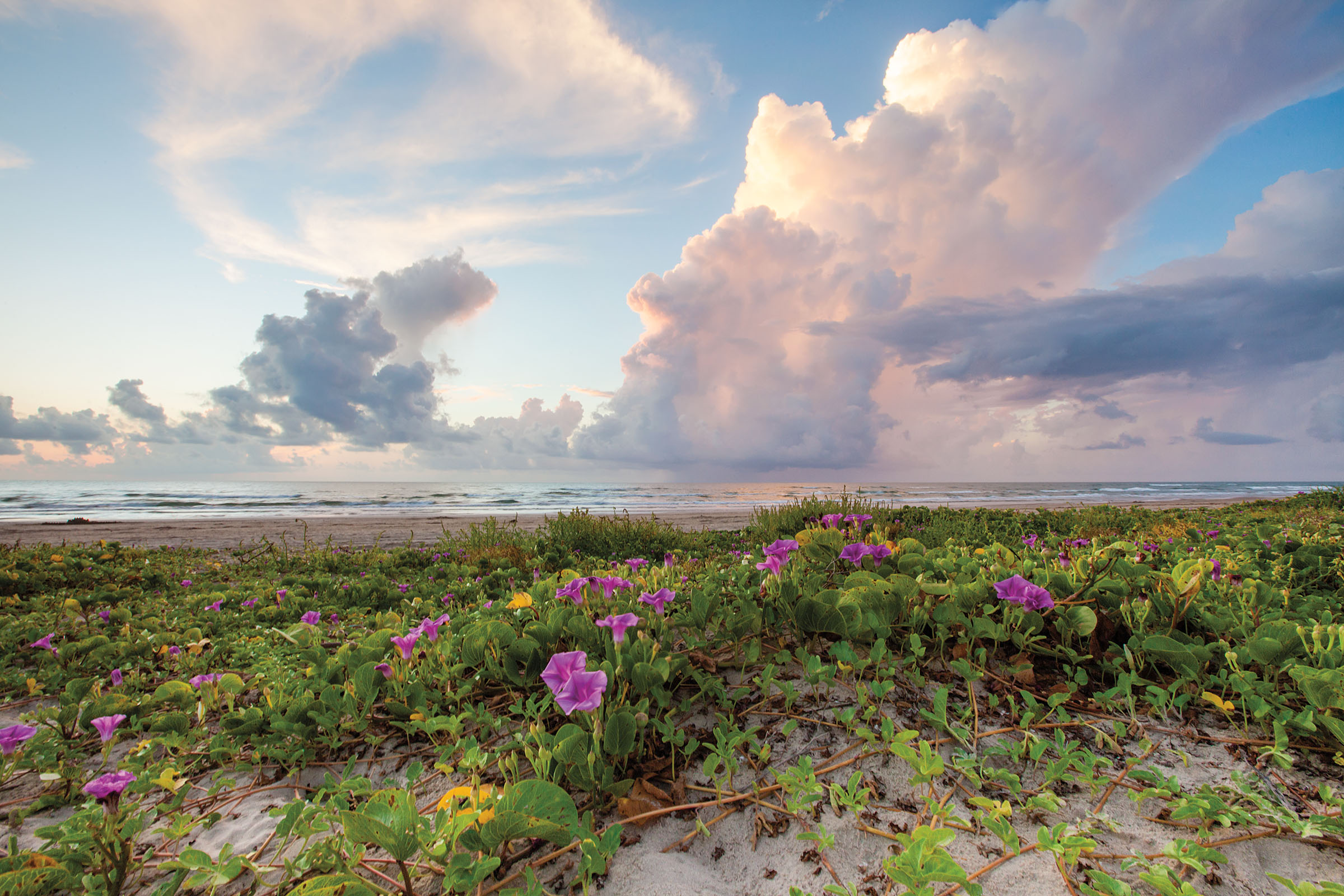 Railroad Vine blooming on South Padre Island beach, morning clouds over Gulf of Mexico