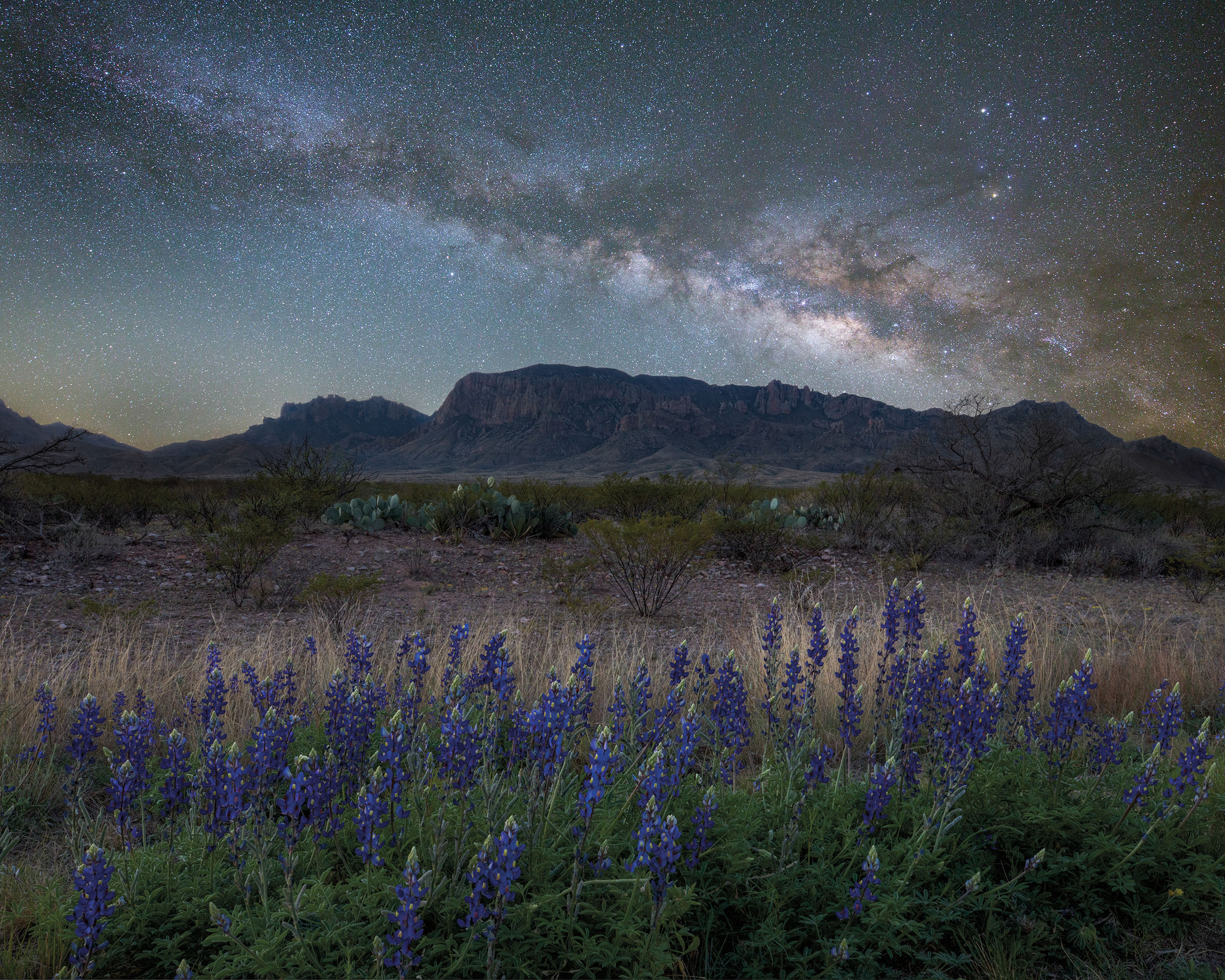 Bluebonnets under the stars in Big Bend