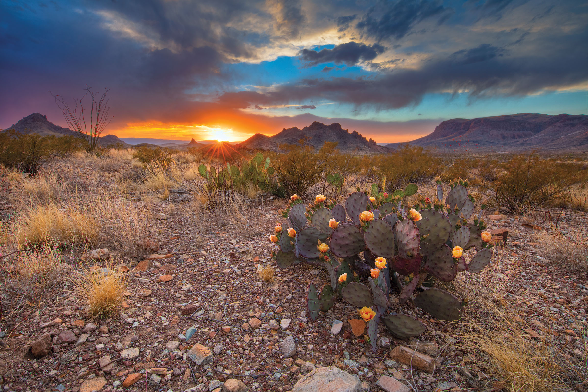 Prickly pear at sunset in Big Bend National Park