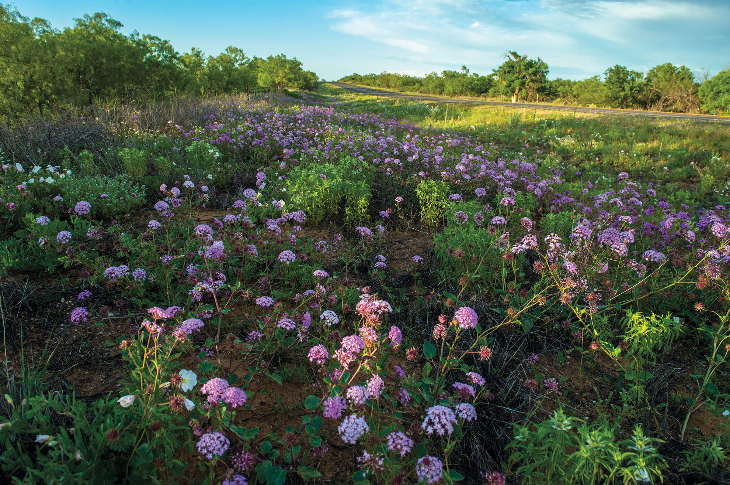 Texas Roads Are Among the Nation's Most Beautiful, by Design