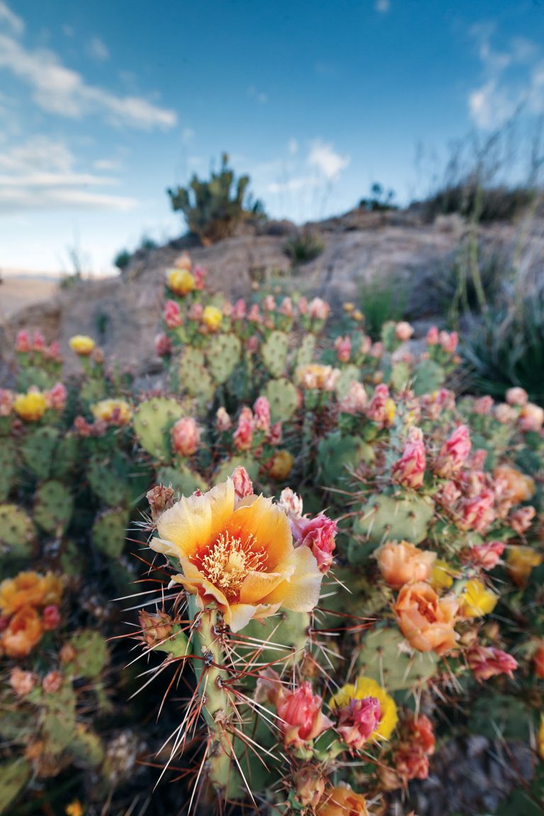 How To Cook With Prickly Pear