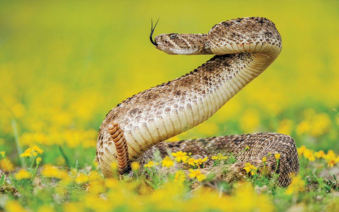 The Wild Snakes of Texas