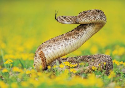 The Wild Snakes of Texas