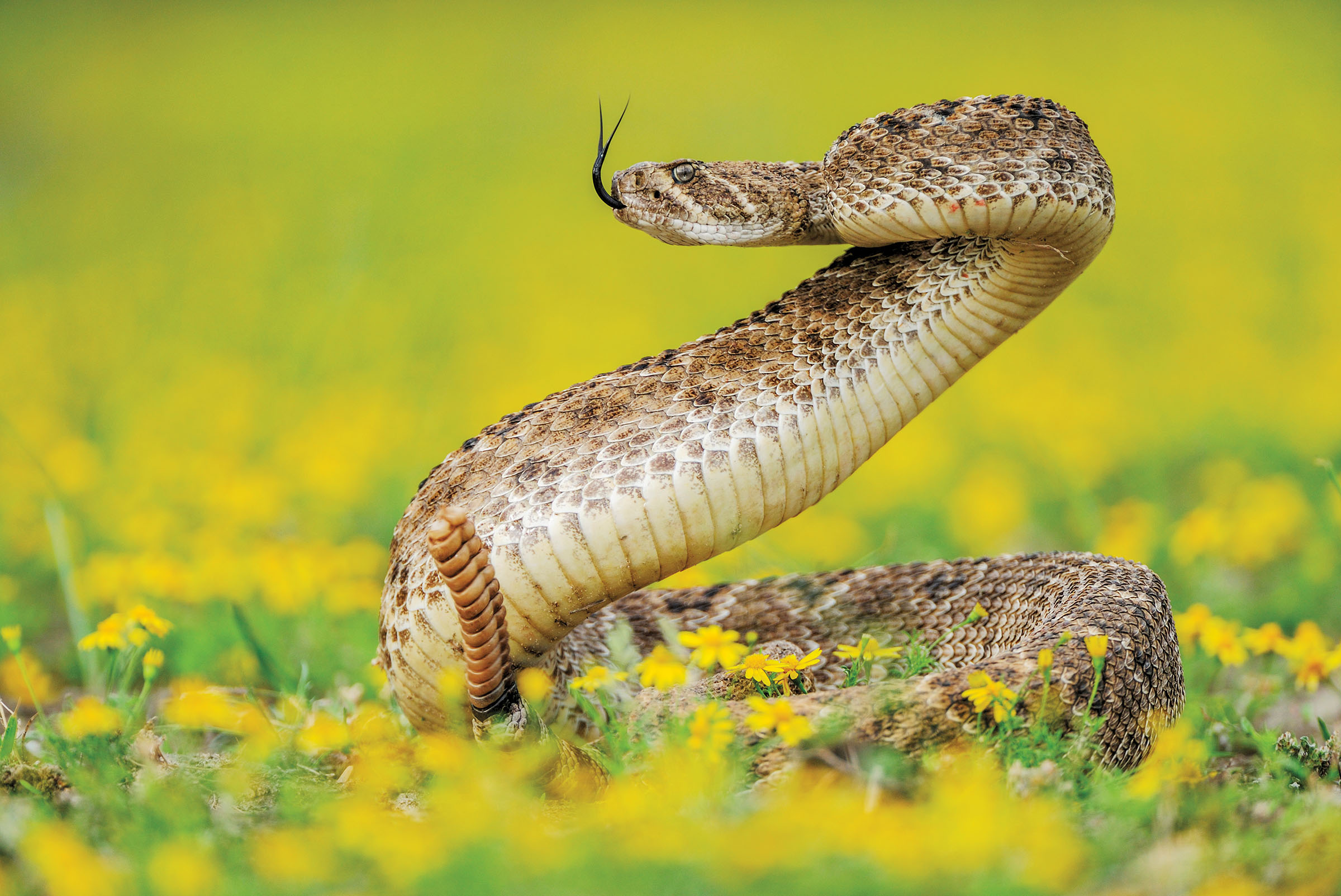 https://texashighways.com/wp-content/uploads/2020/02/snakes-diamondback-rattlesnake.jpg