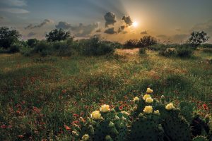 Prickly pear cacti and firewheel wildflowers