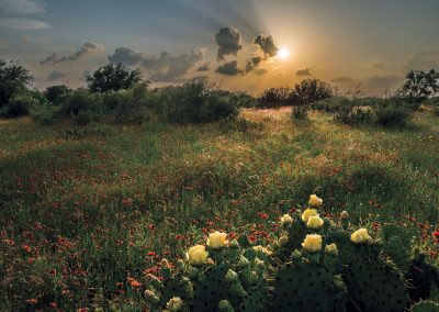 Stories of the Wild(flowers)