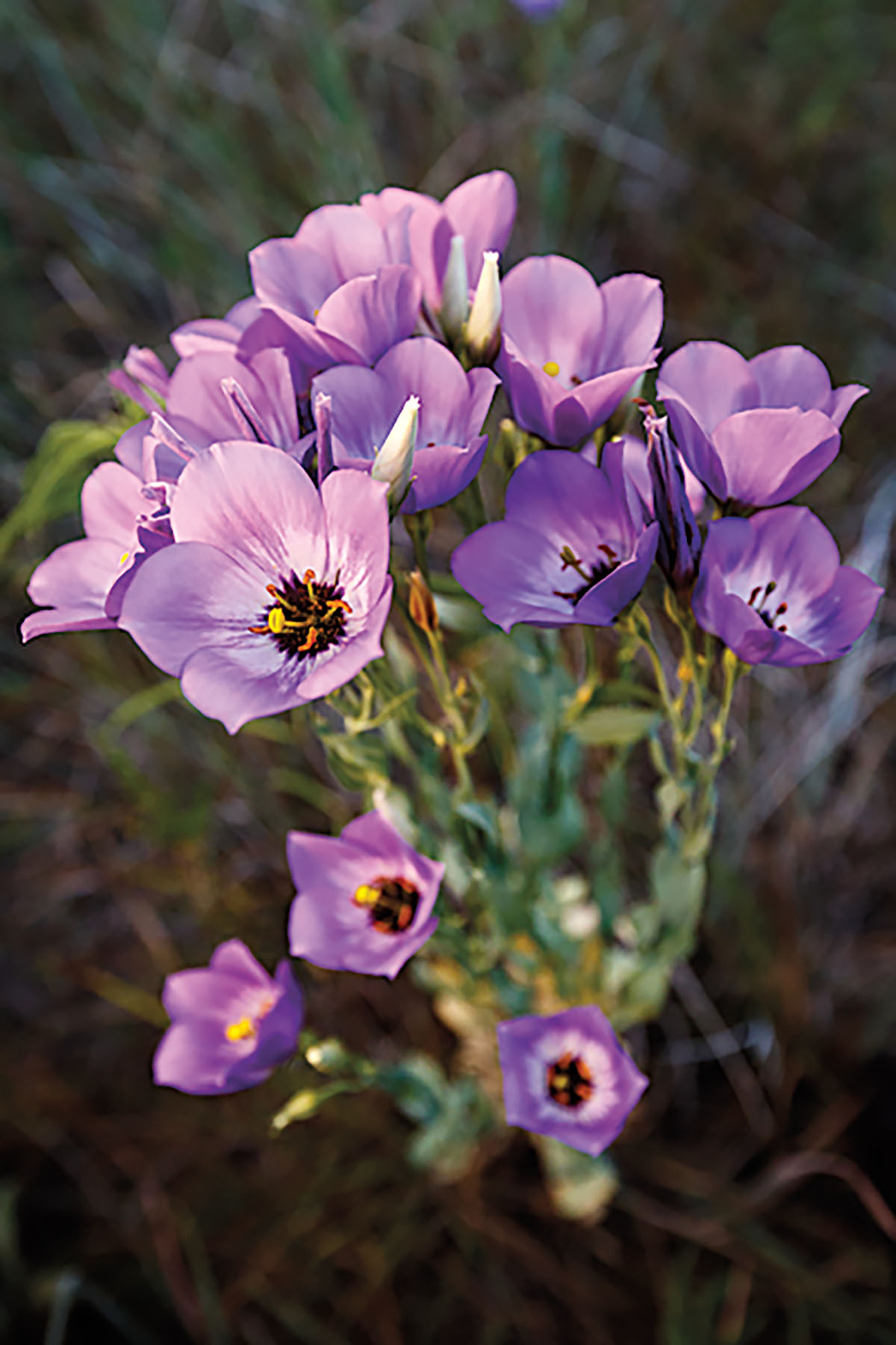 Triumph Wild Rose Sensation W01 Flower Purple Beha - Flower Purple, 80E