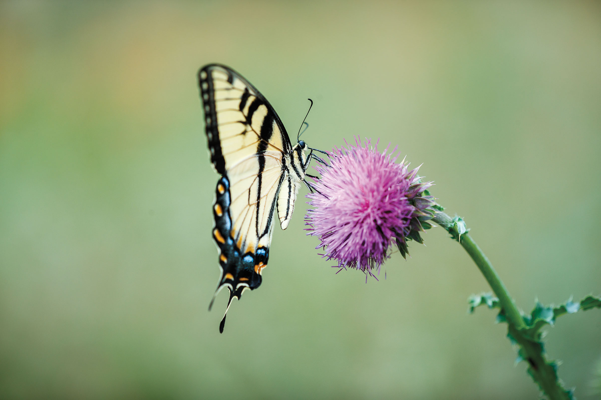 A Monarch Butterfly Takes Flight in a Time of Grief