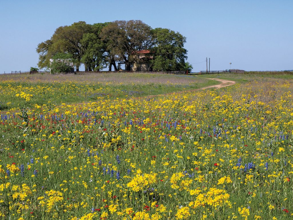 Eight springtime wildflowers you can eat
