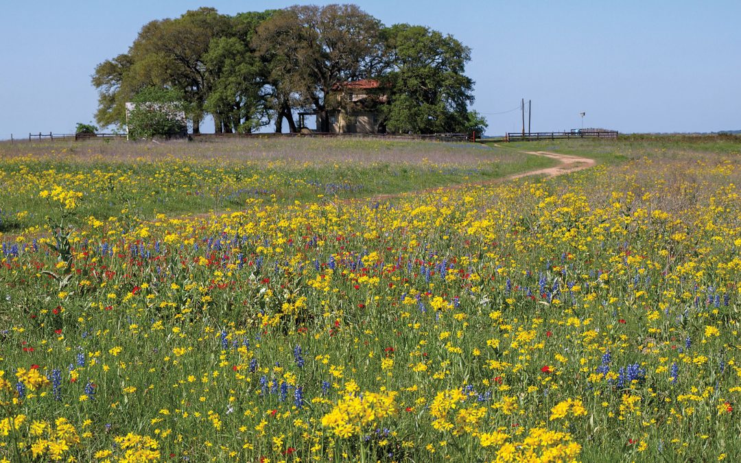 Where to Stay Among the Wildflowers
