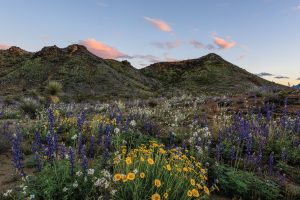 Wildflowers of the Big Bend