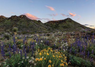 Wildflowers of the Big Bend