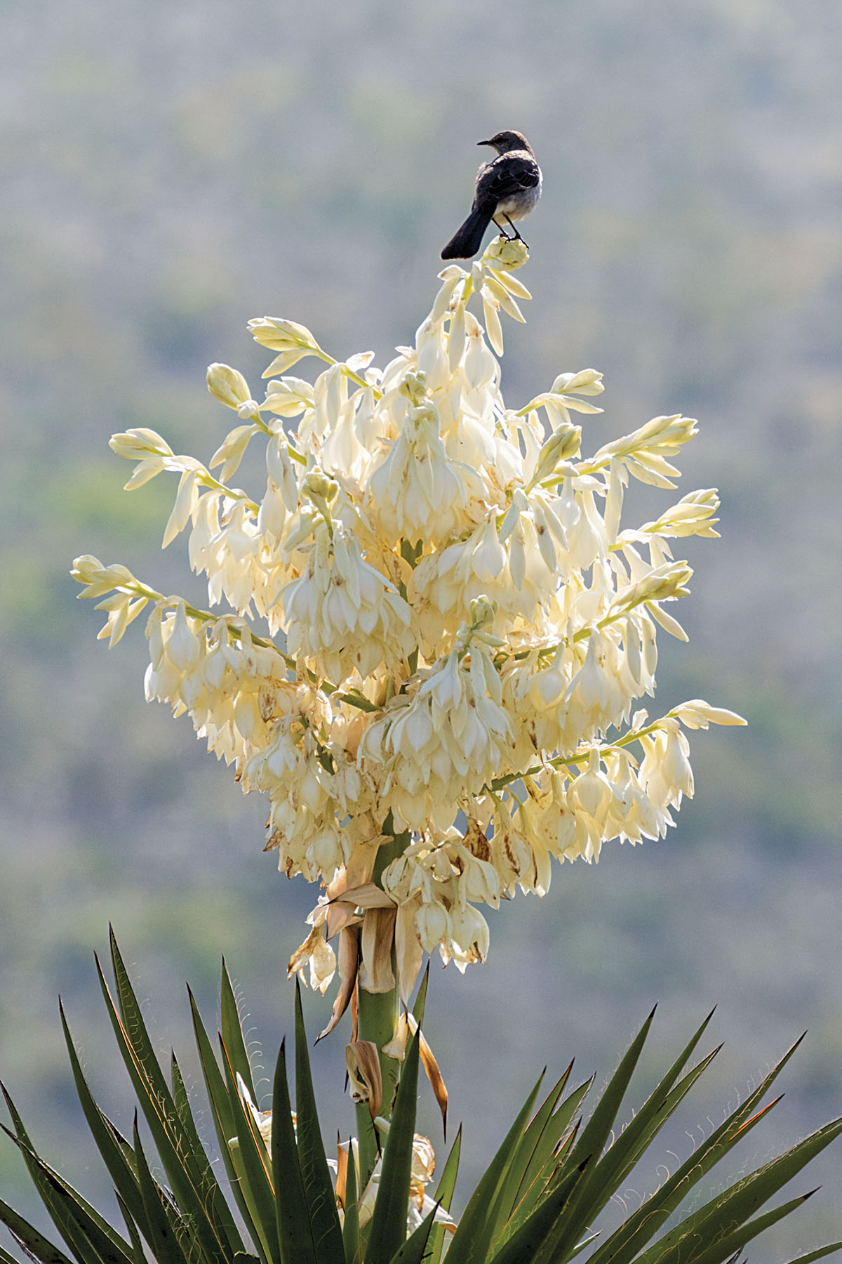 Fleur du désert de Big Bend : Fleurs : Big Bend National Park : Texas :  États-Unis 